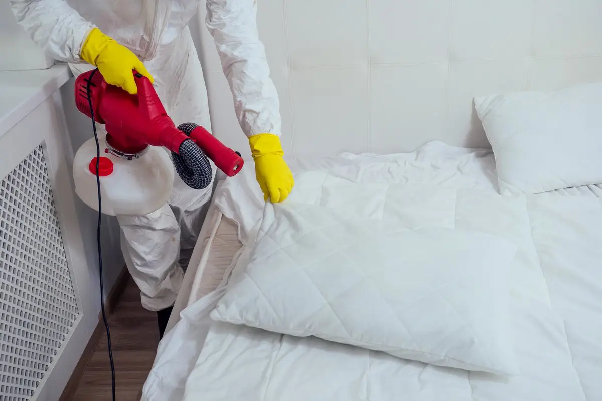 bed bug pest control in singapore