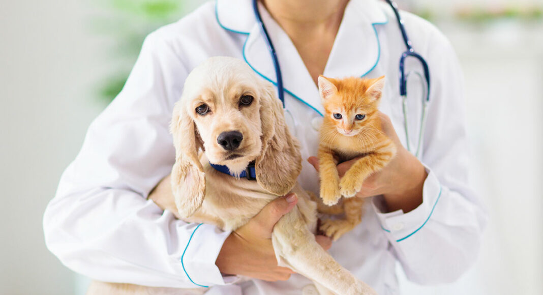 neutral bay vet