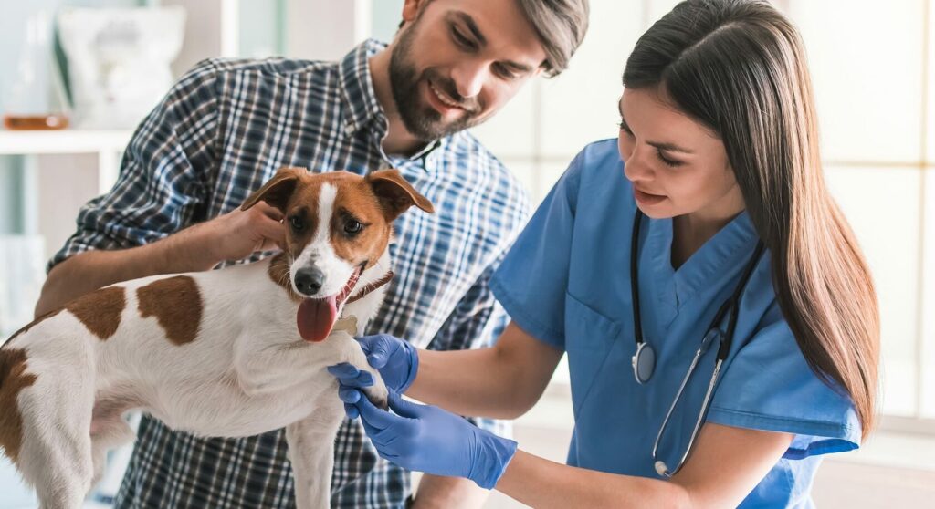 Does Dubai's Pet Insurance Cover Vaccinations?